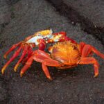 two red crabs fighting on gray sand