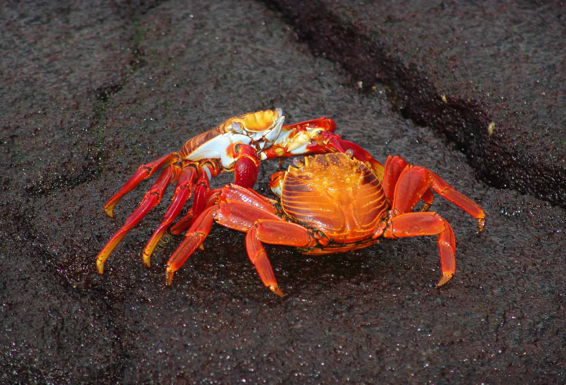 Vertrouwen Wat wil je echt zeggen Rode krab - Foto van Jim Strasma