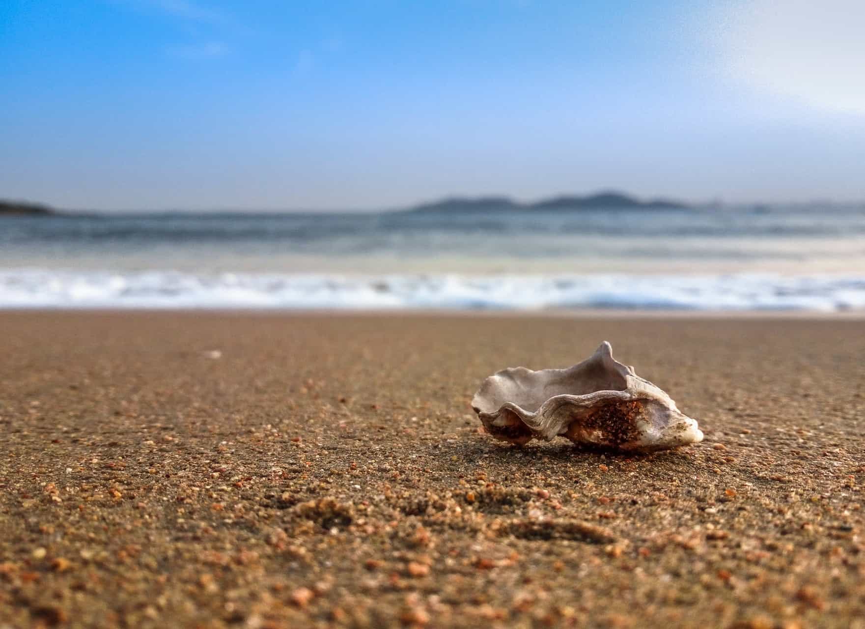 Vertrouwen Schelp op strand - Foto van xiaokang Zhang