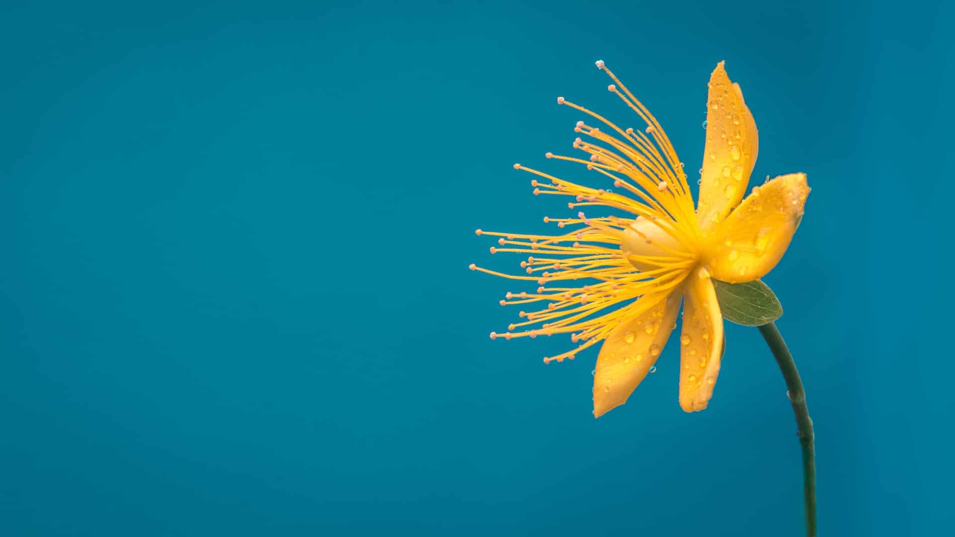 Keuzes Het zaadje gele bloem - Foto van RoonZ nl